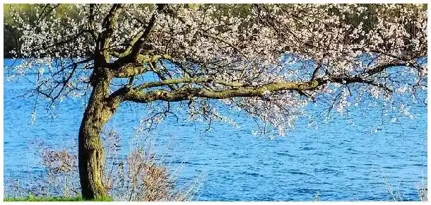 杏树能嫁接桃树吗 | 三农答疑