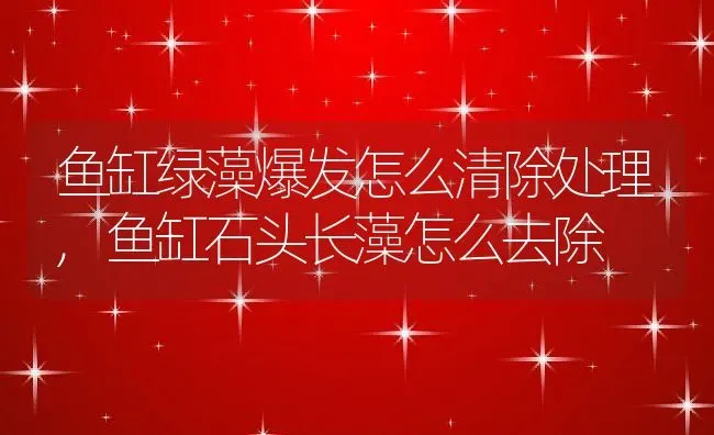 鱼缸绿藻爆发怎么清除处理,鱼缸石头长藻怎么去除 | 养殖常见问题