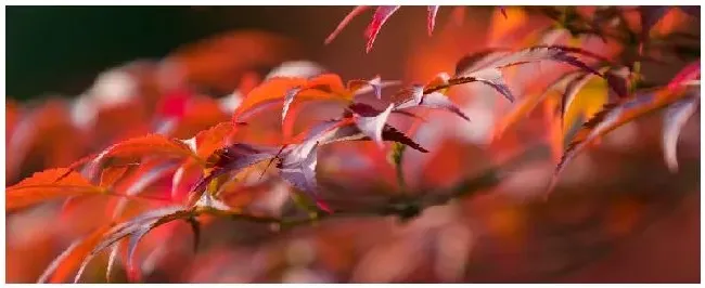 红枫种植的注意事项 | 农业答疑