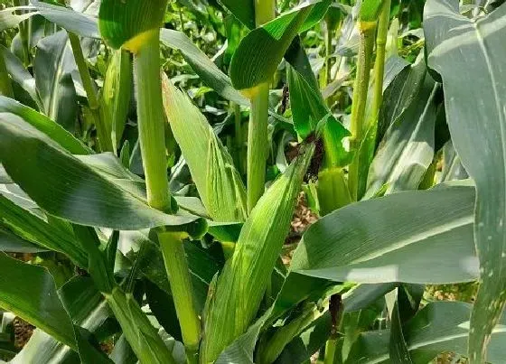 植物常识问题|玉米出苗后生长缓慢怎么办（玉米苗期长势不好什么原因）