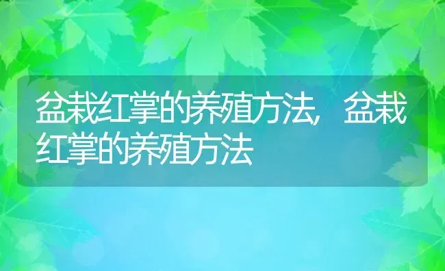 盆栽红掌的养殖方法,盆栽红掌的养殖方法 | 养殖常见问题