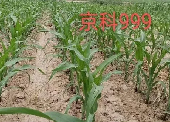 植物常识问题|玉米出苗后生长缓慢怎么办（玉米苗期长势不好什么原因）
