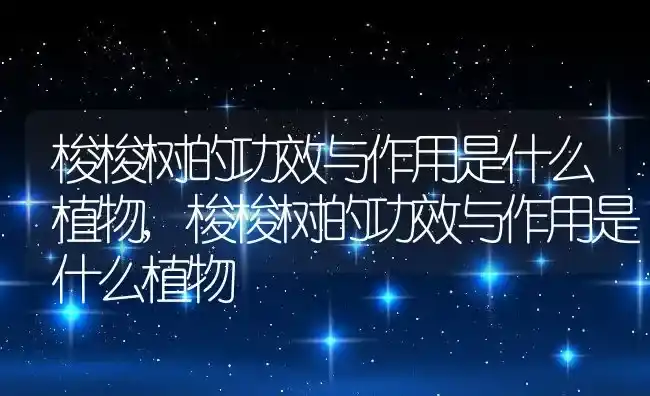 白太阳花代表什么意思,父母送女儿生日礼物用鲜花表示什么花合适？ | 养殖常见问题