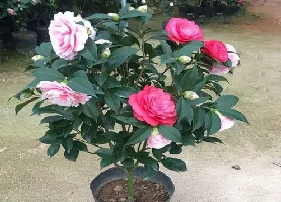 植物常识问题|6月如何养护茶花状态好