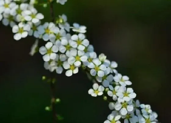 植物常识问题|雪柳干枝开过花就报废了吗 雪柳枝条可以养多久