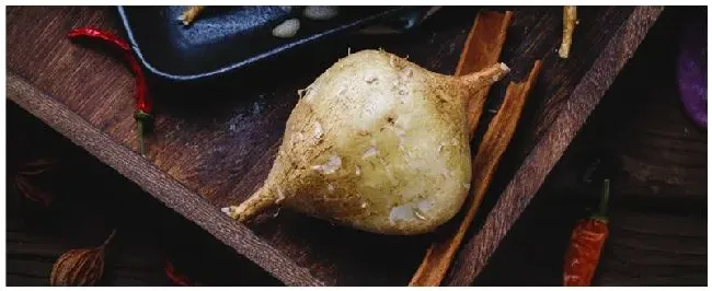 地瓜栽培技术 | 三农问答