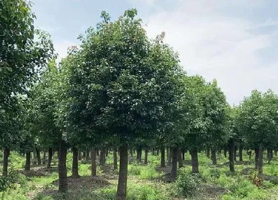 植物常识问题|怎么辨别香樟树与樟树树苗  香樟树与樟树区别在哪里