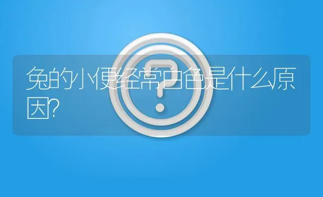 兔的小便经常白色是什么原因? | 养殖问题解答