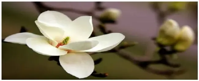 玉兰花的特点是什么? | 生活常识