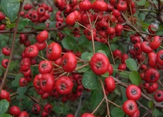 植物常识问题|红果和山楂的区别