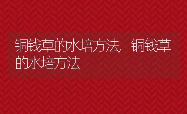 铜钱草的水培方法,铜钱草的水培方法 | 养殖常见问题