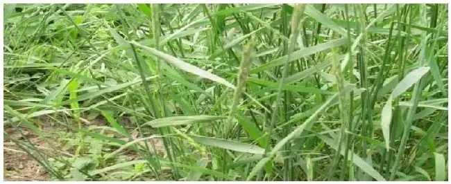 节节麦什么时候打药 | 科普知识