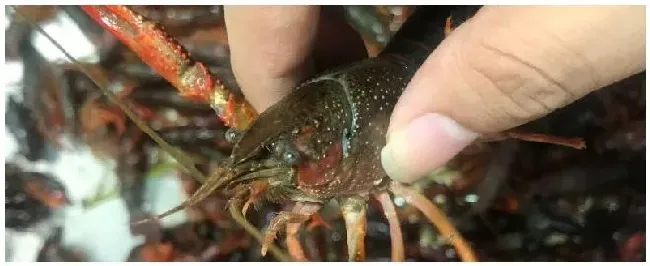海龙虾可以人工养殖吗海龙虾的产地在哪里 | 农业问题