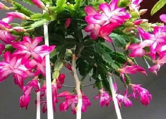植物常识问题|叶仙嫁接蟹爪兰怎么养护