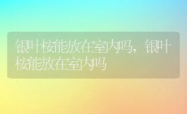 银叶桉能放在室内吗,银叶桉能放在室内吗 | 养殖常见问题