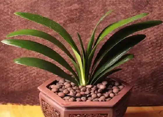 植物常识问题|君子兰养护需要满足什么条件很快长花苞