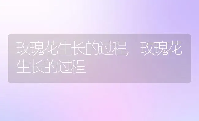 玫瑰花生长的过程,玫瑰花生长的过程 | 养殖常见问题