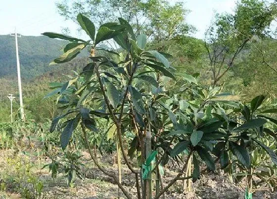 植物常识问题|枇杷树的风水解说 院子里种枇杷的风水寓意及禁忌