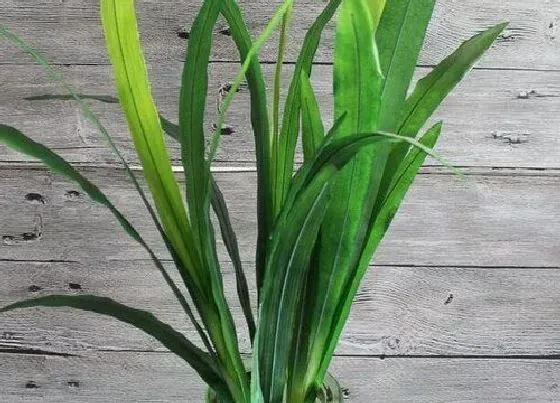 植物常识问题|兰花如何上盆？如何配制植料？