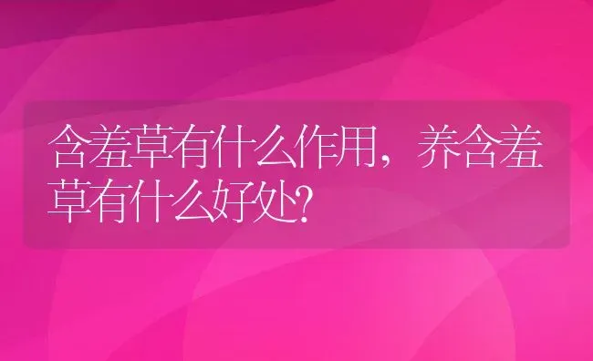 含羞草有什么作用,养含羞草有什么好处？ | 养殖常见问题