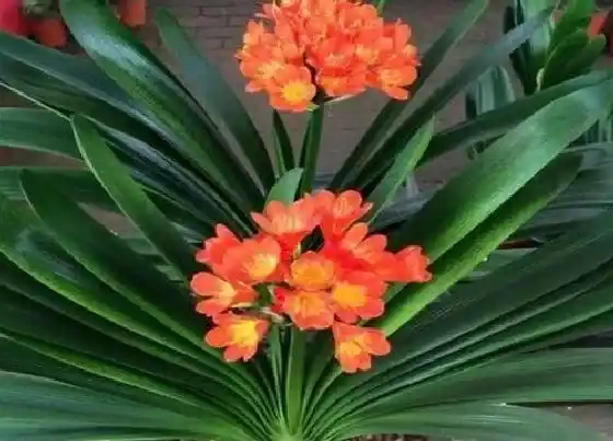 植物常识问题|君子兰养护需要满足什么条件很快长花苞