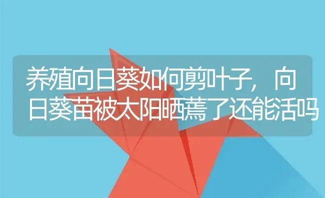 养殖向日葵如何剪叶子,向日葵苗被太阳晒蔫了还能活吗 | 养殖常见问题