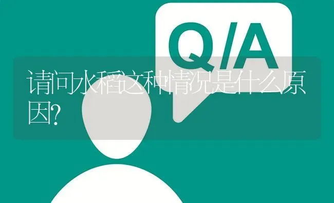 请问水稻这种情况是什么原因? | 养殖问题解答