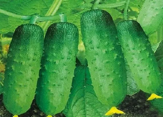 植物常识问题|适合七月份种植的蔬菜（7月份夏季高温栽什么菜合适）