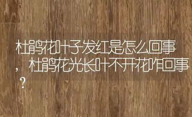 杜鹃花叶子发红是怎么回事,杜鹃花光长叶不开花咋回事？ | 养殖常见问题