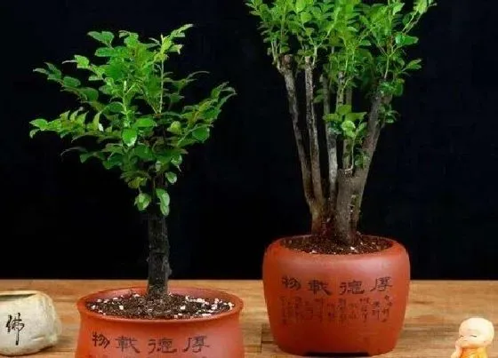 植物常识问题|沉香和檀香的区别