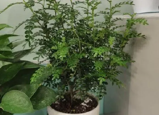 植物常识问题|清香木盆栽养护有哪些方法