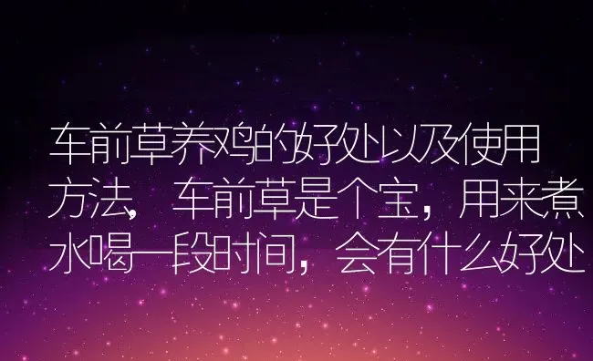 车前草养鸡的好处以及使用方法,车前草是个宝，用来煮水喝一段时间，会有什么好处 | 养殖常见问题