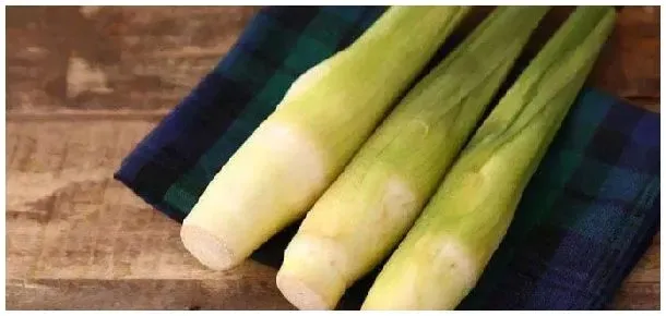茭白每年要重新种吗 | 科普知识