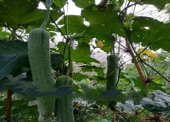 植物常识问题|适合七月份种植的蔬菜（7月份夏季高温栽什么菜合适）