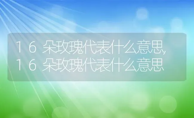 16朵玫瑰代表什么意思,16朵玫瑰代表什么意思 | 养殖常见问题