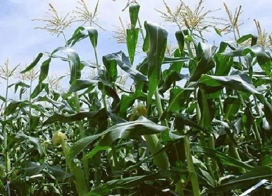 植物常识问题|玉米出苗后生长缓慢怎么办（玉米苗期长势不好什么原因）