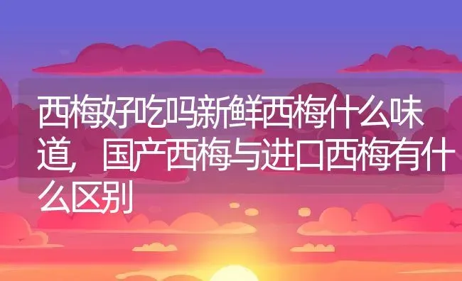 西梅好吃吗新鲜西梅什么味道,国产西梅与进口西梅有什么区别 | 养殖常见问题