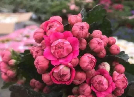 植物常识问题|长寿花花期养护技巧