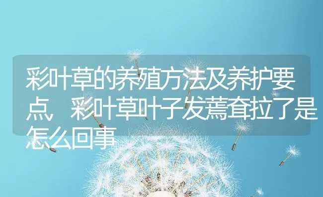 彩叶草的养殖方法及养护要点,彩叶草叶子发蔫耷拉了是怎么回事 | 养殖常见问题