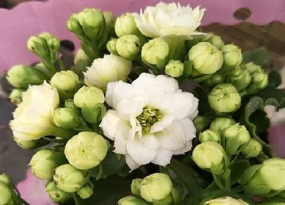 植物常识问题|长寿花花期养护技巧