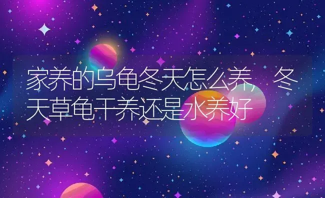 家养的乌龟冬天怎么养,冬天草龟干养还是水养好 | 养殖常见问题