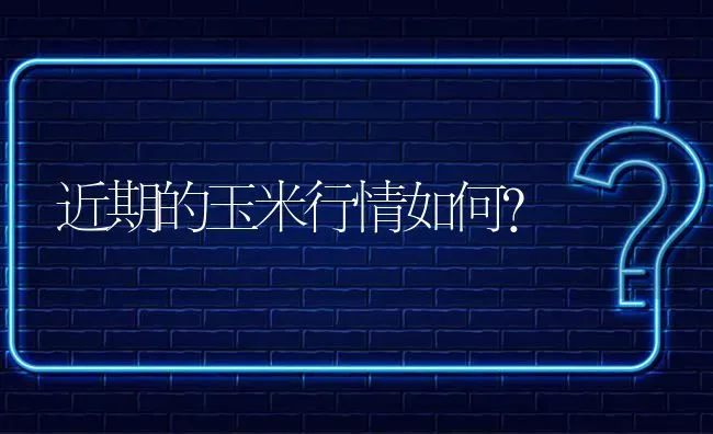 近期的玉米行情如何? | 养殖问题解答