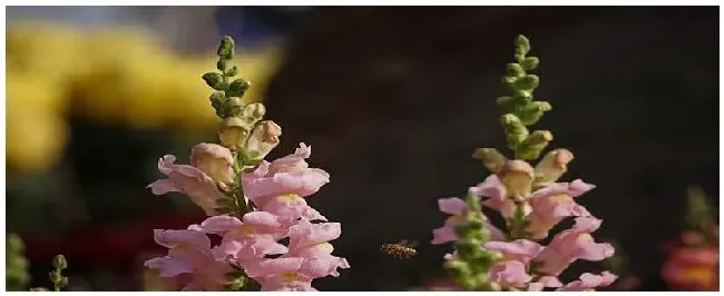 金鱼花怎么浇水 | 农业常识