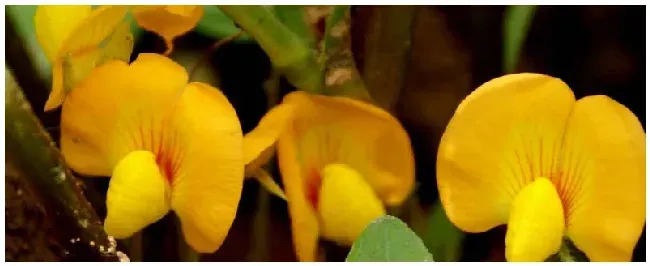 花生花的特点是什么 | 农业答疑