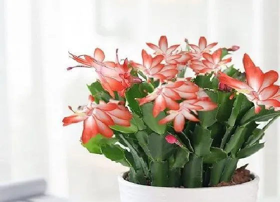 植物常识问题|秋季蟹爪兰怎么养护花朵呼呼冒