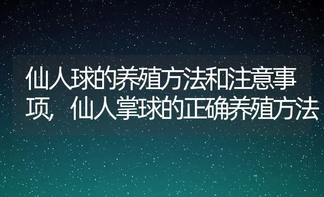 仙人球的养殖方法和注意事项,仙人掌球的正确养殖方法 | 养殖常见问题