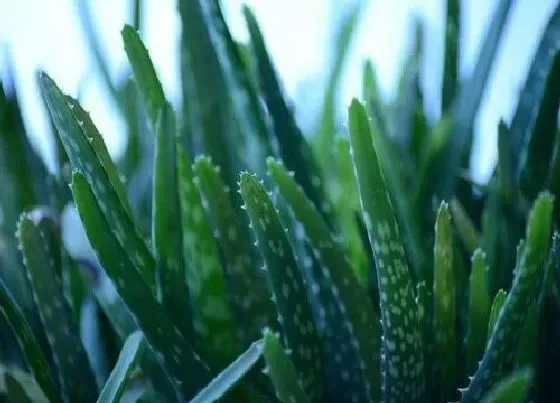 植物常识问题|移栽的芦荟小苗如何养护生长旺盛