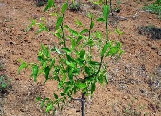 植物常识问题|目前枣树苗哪个品种好 最好吃的枣树新品种推荐及介绍