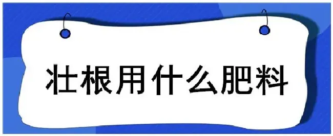 壮根用什么肥料 | 生活常识