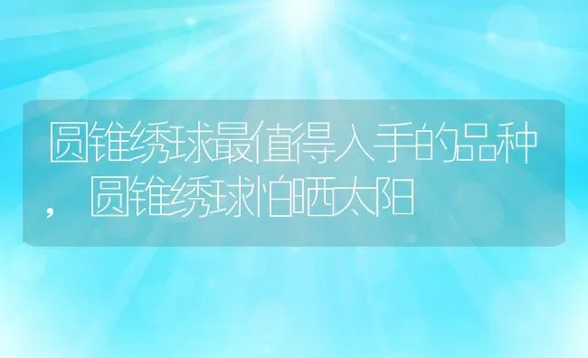 圆锥绣球最值得入手的品种,圆锥绣球怕晒太阳 | 养殖常见问题